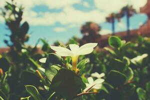 white exotic flower on the tree in natural habitat among green leaves photo