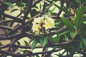 white exotic flower on the tree in natural habitat among green leaves photo