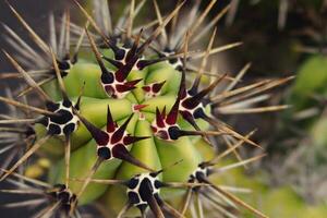 natural orginane green background made of cactus with spines in close-up photo