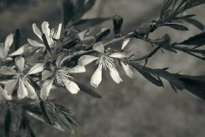 spring plant with green leaves and pink flowers in close-up in the garden photo