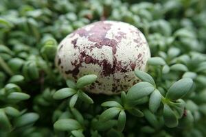small quail egg lying on a green cress in close-up for Easter photo