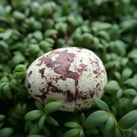 small quail egg lying on a green cress in close-up for Easter photo