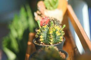 cactus succulent plant. home plant concept photo