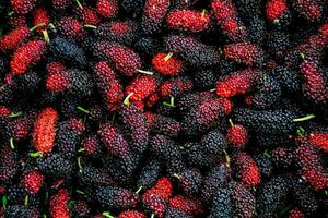 fresh mulberry fruit photo