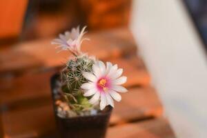 cactus in pot with flower. home plant decoration concept. photo