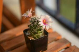 cactus in pot with flower. home plant decoration concept. photo