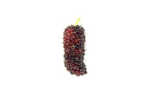 fresh mulberry fruit photo