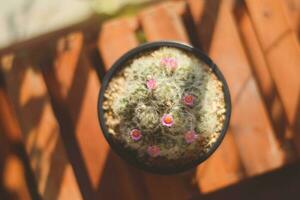 cactus in pot with flower. home plant decoration concept. photo