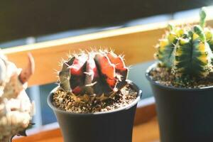 cactus succulent plant. home plant concept photo