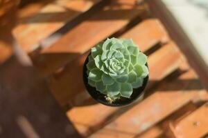 cactus succulent plant. home plant concept photo