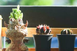 cactus succulent plant. home plant concept photo