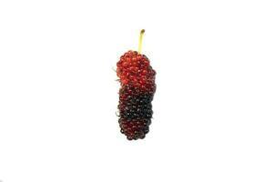 fresh mulberry fruit photo