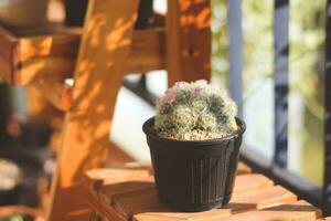 cactus in pot with flower. home plant decoration concept. photo