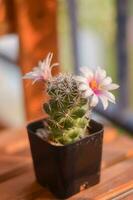 cactus in pot with flower. home plant decoration concept. photo