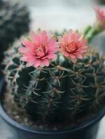 cactus in pot with flower. home plant decoration concept. photo