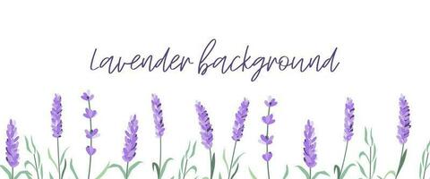 Set of lavender flowers elements. Lavender background. Collection of lavender flowers vector