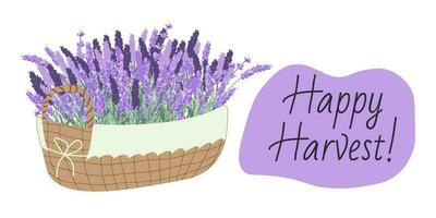 Harvesting lavender. Basket with lavender. Lavender flowers. Concept Happy Harvest. vector