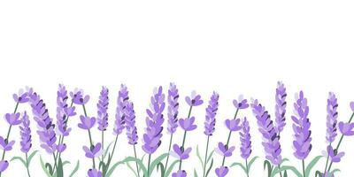 Lavender flowers elements. Lavender background. Collection of lavender flowers vector