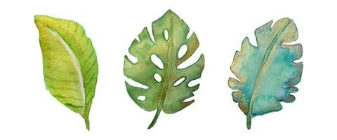 Tropical leaves set. Watercolor with gold. Vector illustration.