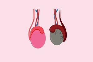 ilustración de epididimitis inflamacion epidídimo. epididimitis es inflamación de el epidídimo cuales es generalmente causado por un bacteriano infección vector