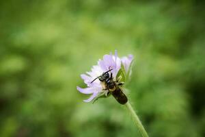 Large scabious mining bee Andrena hattorfiana on a small purple flower head on light green brurred background photo