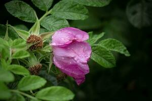 de cerca de salvaje rosado rosa mosqueta florecer en un arbusto con verde hojas cubierto en lluvia gotas vista lateral en oscuro bokeh antecedentes foto