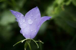 One big blue bell flower with rain drops on petals side view on dark forest blurred background photo