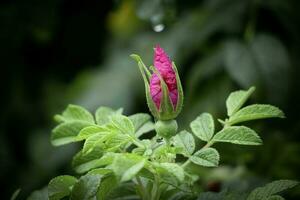 Closeup of closed wild pink Rosehip bud on a bush with green leaves covered in rain drops sideview on dark bokeh background photo