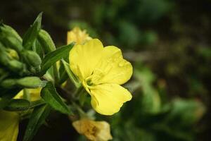 Yellow Evening Primrose flowers with closed buds and green leaves on dark blurry background side view photo