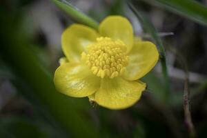 amarillo botón de oro flor macro en el primavera bosque borroso verde y seco césped artístico naturaleza fondo foto