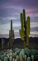 espléndido cactus paisaje creado con generativo ai tecnología foto