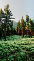Nature scenery the trees in the pine forest on a clear summer daylight with green grass pattern created with technology photo