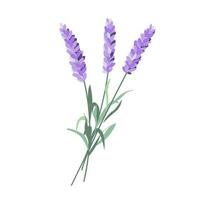 Lavender flowers, French blossomed violet flora. Provence floral plant, herbs bouquet. Purple lavendar stems. Lavanda blooms. vector