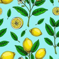 Lemon seamless pattern. Colorful hand drawn vector illustration in sketch style. Tropical exotic citrus fruit summer background