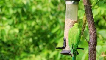 Green ring-necked parakeets at bird feeder fighting for food like seeds and nuts hanging in tree as invasive species and tropical bird or exotic pet aggressive feeding and hungry with green feathers video