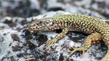 tímido Castanho lagarto dentro perfil Visão aquecimento acima dentro a Sol em quente Rocha em repouso para Está caçar para insetos Como pequeno predador réptil e hematocrial animal réptil dentro jardim pequeno Dragão se escondendo macro Visão video