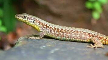 schüchtern braun Eidechse im Profil Aussicht Erwärmen oben im das Sonne auf heiß Felsen ruhen zum es ist jagen zum Insekten wie wenig Raubtier Reptil und Hämatokrital Tier Reptil im Garten wenig Drachen versteckt Makro Aussicht video