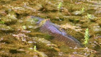 bunt Koi Karpfen im Garten Teich Schwimmen durch Algen und Essen Alge oder Ernährung Filtern von Wasser im Nahansicht Makro Aussicht auf sonnig Tag mit groß Fisch im Algen wie Fisch Zucht und Fisch Landwirtschaft video