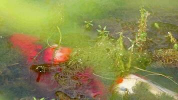 Colorful koi carp in garden pond swimming through algae and eating alga or nutrition filtering from water in close-up macro view on sunny day with big fish in algae as fish breeding and fish farming video