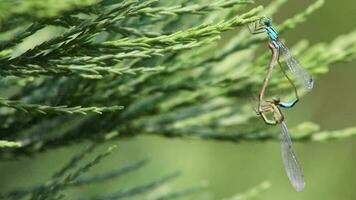 lindo animal casal do azul e verde libélulas emparelhamento dentro a selvagem natureza às a idílico jardim lagoa sentado em uma verde coníferas com espalhado asas Reprodução e depor ovos para oviposição video