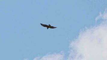 en volant faucon et chasse falconidés avec étalé ailes dans vol à la recherche pour proie comme souris glissement par le air avec étalé ailes est une puissant Aigle ou vite faucon avec majestueux à plumes ailes video