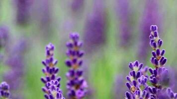 skön lavendel- fält i springtime med lila blommar i full blåsa för insekter tycka om flygande humlor med de doft av de franska provence lantbruk och violett blomning trädgårdsarbete video