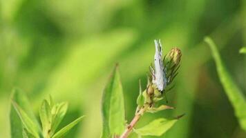 wit vlinder Afstoffen een bloem in zomer shows filigraan Vleugels en milieu behoud in detailopname macro visie met een veel van kopiëren ruimte en insect details in weide met klimaat verandering bloesems video