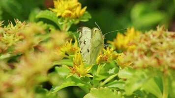 wit vlinder Afstoffen een bloem in zomer shows filigraan Vleugels en milieu behoud in detailopname macro visie met een veel van kopiëren ruimte en insect details in weide met klimaat verandering bloesems video