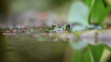 gros vert grenouille dans jardin étang fermer à le l'eau surface spectacles grenouille yeux dans jardin biotope dans macro vue et idyllique habitat pour amphibiens accouplement dans printemps attendre pour insectes bénéfique animal video