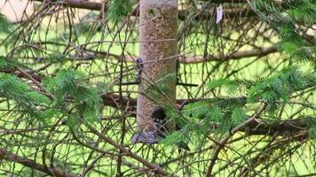 Hanging bird feeder with different birds like blue tits and great spotted woodpecker are hungry and eating seeds feeding in winter season for bird watching and help for hungry birds in own backyards video