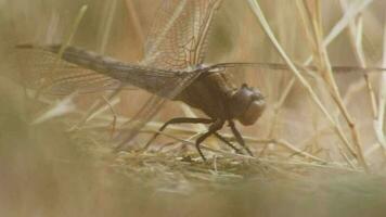 gros libellule odonata séance sur sol pour chauffage en haut dans ensoleillement avant insecte chasser comme bénéfique insecte cache sur sol filigrane ailes sur sentier dans été fermer macro vue à la recherche attentif video