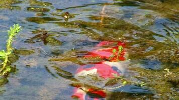 Colorful koi carp in garden pond swimming through algae and eating alga or nutrition filtering from water in close-up macro view on sunny day with big fish in algae as fish breeding and fish farming video