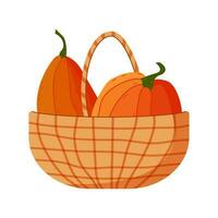 Autumn harvest - pumpkins in basket. Farming scenes with pumpkins vector