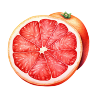 Watercolor red grapefruit. Illustration AI Generative png